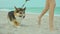 funny dog welsh corgi running with master on sandy beach along sea shore.