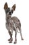 Funny dog on a white background. A mixture of Chinese crested. Cool pet