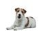 Funny dog on a white background smiling. Happy Jack Russell Terrier.