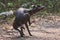 Funny dog xolo breed xoloitzcuintle, mexican nude in a summer forest