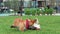 Funny dogs play on lush lawn in city park slow motion