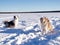 Funny dogs winter outdoors