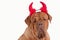 Funny Dogue De Bordeaux Devil dressed for party