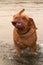 Funny Dogue De Bordeaux shakes off water