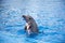 Funny dolphines valencia 2016