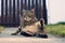 Funny domestic cat