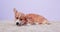 Funny domestic Corgi puppy lies on fluffy rug having rest