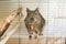 Funny domestic degu squirrel in his house