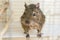 Funny domestic degu squirrel in his house