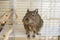 Funny domestic degu squirrel in his house