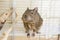 Funny domestic degu squirrel in his house