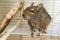 Funny domestic degu squirrel in his house