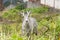 Funny domestic goat in the garden wearing weed strings