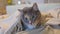 Funny domestic tricolor cat with yellow-green eyes lies on the couch under a blanket and watches something with interest. Close-up