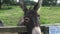 Funny donkey looking into camera