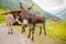 Funny donkey on Transfagarasan Road