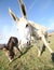 Funny donkey with very long ears photographed with a fisheye len