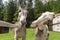 Funny donkeys in the Val Contrin. Dolomites. Italy