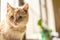 Funny draw red and fluffy kitten cute sits on a cozy and warm windowsill on a cold day