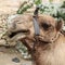 Funny Dromedary Camel closeup