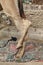 Funny Dromedary Camel with crossing Feet