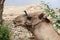 Funny Dromedary Camel in Jericho