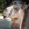 Funny dromedary portrait