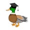 A funny duck in a graduation cap