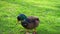 Funny duck peeks into the camera in the spring park on a sunny day