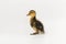 Funny duckling of a wild duck on a white background