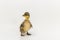 Funny duckling of a wild duck on a white background