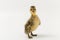 Funny duckling of a wild duck on a white background