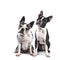 Funny duo of two black and white Boston Terriers , isolated on white background