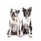 Funny duo of two black and white Boston Terriers , isolated on white background