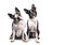 Funny duo of two black and white Boston Terriers , isolated on white background