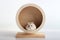 Funny dwarf hamster sits in a wooden wheel close-up, white background