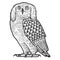 Funny eared owl. Fairytale bird, animal. Sketch scratch board imitation.