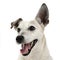 Funny ears white dog open mouth portrait in white background