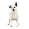 Funny ears white dog standing in a white background