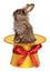 Funny Easter bunny climbing out of a golden top hat