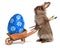 Funny Easter bunny rabbit with a wheelbarrow and b