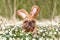 Funny Easter French Bulldog dog with rabbit costume ears