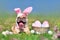 Funny Easter French Bulldog dog with rabbit costume ears next to easter eggs