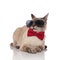 Funny elegant burmese cat wearing sunglasses looks to side