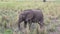 A funny elephant eats grass in a field in Tarangire National Park. The amazing nature of Tanzania.