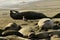 Funny elephant seal female covering face with a flipper while lying on a sandy beach