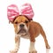Funny english bulldog pup with pink ribbon on head