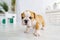Funny english bulldog puppy stand on a floor at home.