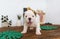 Funny english bulldog puppy stand on a wooden table at home.