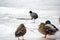 Funny Eurasian Coot among mallards